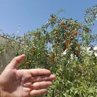 نهال گوجی بری ( نهال پول ساز ) ضدسرطان ضد پیری|خدمات باغبانی و درختکاری|چناران, |دیوار