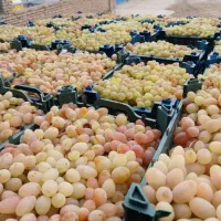 فروش انگور زمستانی|عمدهفروشی|شاهرود, |دیوار