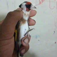 سهره نره سنندجی بشرط|پرنده|شاهینشهر, عطار|دیوار