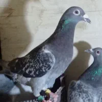 کبوتر ماده مگس