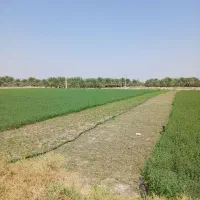 اجاره زمین کشاورزی|اجارهٔ دفتر صنعتی، کشاورزی، تجاری|جازموریان, |دیوار