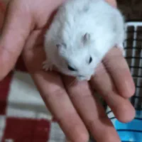 حیوان خانگی|موش و خرگوش|تبریز, |دیوار