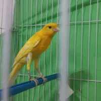 قناری نر فروشی