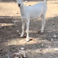 بز چند قلوزا|حیوانات مزرعه|گراش, |دیوار