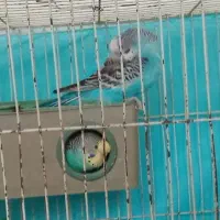 مرغ عشق|پرنده|گلبهار, شهر جدید گلبهار|دیوار