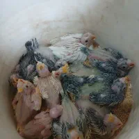 جوجه عروس هلندی سرلاکی