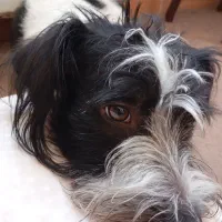 واگذاری رایگان سگ...ففط خانواده