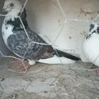 جفت نروماده|پرنده|وحیدیه, |دیوار