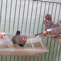 فنچ نروماده،سفید و رنگی،بالغ|پرنده|قرچک, محمد آباد|دیوار