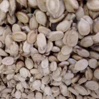 تخمه کدو+|خوردنی و آشامیدنی|قم, باسکول|دیوار