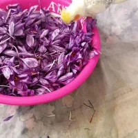 زعفران مقداری هس زعفرون آبیز هسن