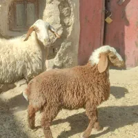 میش وبره ماده اش|حیوانات مزرعه|زاهدان, |دیوار