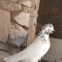 یک جفت کاشانی کله شیخ|پرنده|مسجد سلیمان, |دیوار