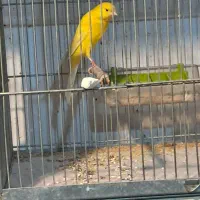 قناری رسمی بلند نرماده|پرنده|همدان, |دیوار