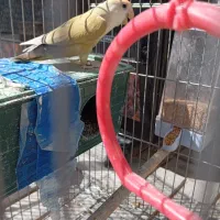 طوطی،کتوله برزیلی ،مرغ عشق|پرنده|یاسوج, |دیوار