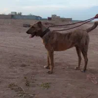 واگذاری‌سگ