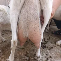 سانن از نژاد شیری اصل فرانسه|حیوانات مزرعه|اشتهارد, |دیوار