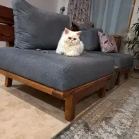 گربه نر جهت جفت‌گیری