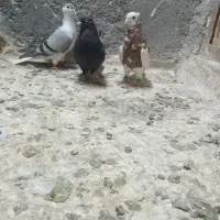 صید هوایی قره سینه طوقی سوسکی