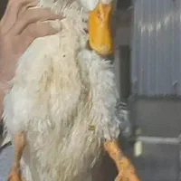 دو عدد مرغابی سالم