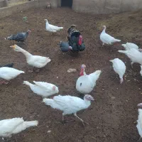 حیوانات مزرعه بوقلمون