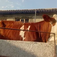 گوساله ماده قرمز اصیل سیمینتال