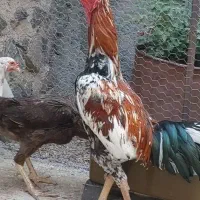 فروش مرغ وخروس
