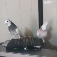 طوقی وسینه ودمبی