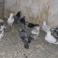 چند عدد کفتر نر وماده۲۵۰۰،۰۰