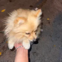 سگ پامر روباهی