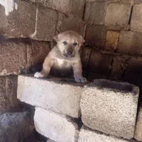 توله سگ|سگ|ارومیه, |دیوار