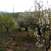 مشارکتی باغ|اجارهٔ دفتر صنعتی، کشاورزی، تجاری|موچش, |دیوار