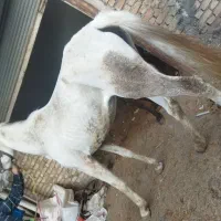 اسب|اسب و تجهیزات اسب‌سواری|جوانرود, |دیوار