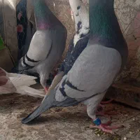 تعداد ۵المانی پرشی خارج شهری معاوضه باهمه‌چیزدارم