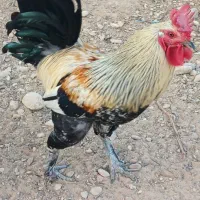 خروس محلی اصل و مرغ کرچ|حیوانات مزرعه|شیراز, شهرک گلستان|دیوار