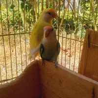 طوطی برزیلی|پرنده|خلخال, |دیوار