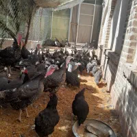 مرغ کرچ و بوقلمون  کرچ