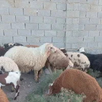 فروش قوچ جوان و بره گوشتی|حیوانات مزرعه|شادگان, |دیوار