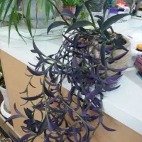 گل طبیعی برگ بیدی پتوس گندمی وقلمه پتوس