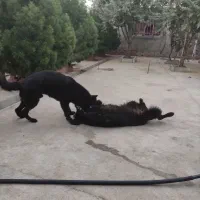 واگذاری فوری سگ های اصیل|سگ|تهران, ترمینال غرب|دیوار