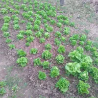 یه زمین در روستای  حاج ابراهیم ده