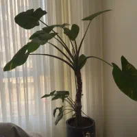 گیاه بابا ادم