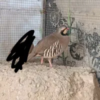 کپوت .کف ت ر|پرنده|سراوان, |دیوار