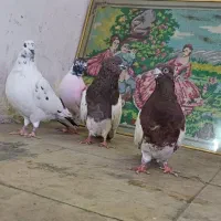 کبوتر قشنگ|پرنده|بروجرد, |دیوار