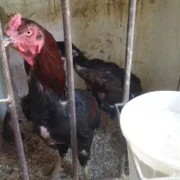 مرغ و خروس لاری افغان