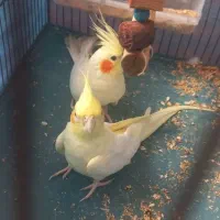 عروس هلندی