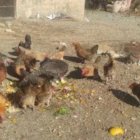 فروش 20عدد مرغ تخم گذار|حیوانات مزرعه|سقز, |دیوار