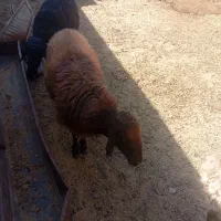 قوچ هترو|حیوانات مزرعه|جغتای, |دیوار