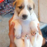 واگذاری توله