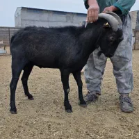 نر بز مورسیا|حیوانات مزرعه|سمنان, |دیوار